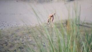 Real amateur voyeur video with big ass action on the beach